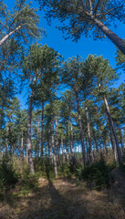 Landschaft im Frühjahr