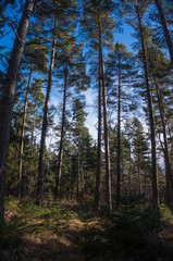 Landschaft im Frühjahr