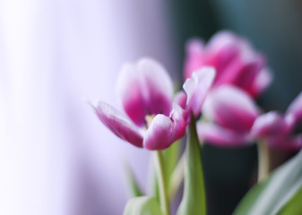 Obraz na płótnie Canvas Bouquet of tulip flowers.