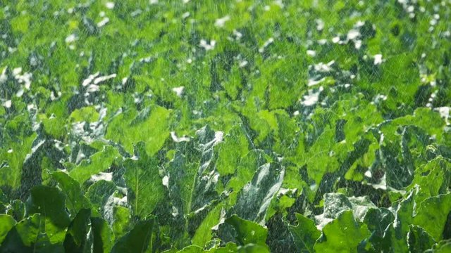 Treatment of sugar beet against pests, insects and plant diseases. Slow motion. HD