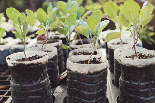 Growing Lettuce In Used Plastic Bottles And Cups, Reuse Recycle Eco, Sustainable Living, Homeschooling Concept