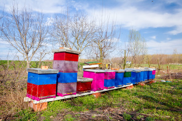 Row of beehives at early spring in orchard, apiary, Bee farm