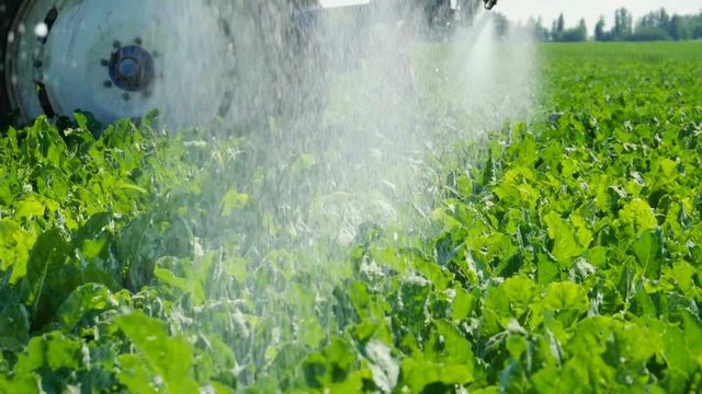 The tractor spraying the plants of sugar beet from pests, insects, diseases using modern crop sprayer. Slow motion. HD