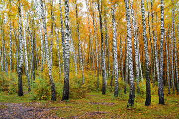 a fine autumn day, a birch grove, yellow and orange leaves