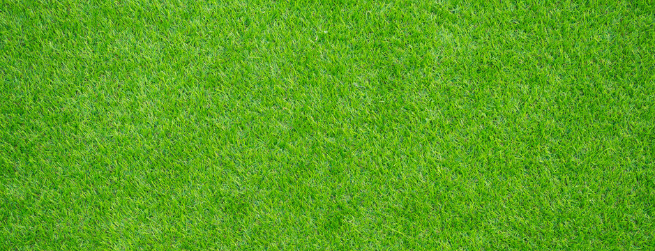 grass field background. green grass. green background © waranyu