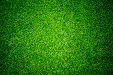 grass field background. green grass. green background