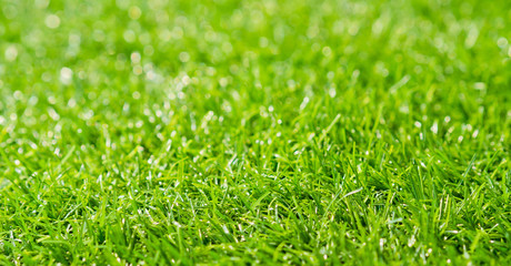 grass field background. green grass. green background