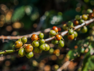 Green offee berries on coffee plants in coffee farm