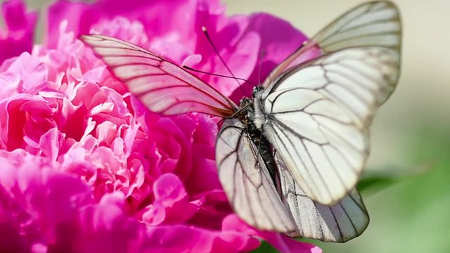 Pieris brassicae white butterfly