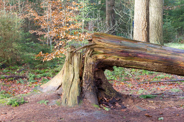 Fallen tree in a dutch forest