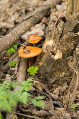 Honey fungus growing on a stump in the forest