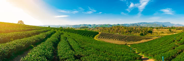 Fotobehang Panoramic scenery of tea plantation at Chieng Rai Thailand © Mongkolchon
