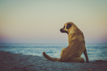 dog alone in the beach