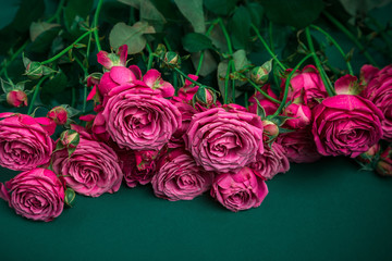 Pion-shaped roses, a bouquet of pion-shaped roses on a colored background, pink pion-shaped roses. Gift for St. Valentine's Day and March 8. Roses