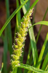 Knotroot foxtail, Slender pigeon grass. close up. macro.