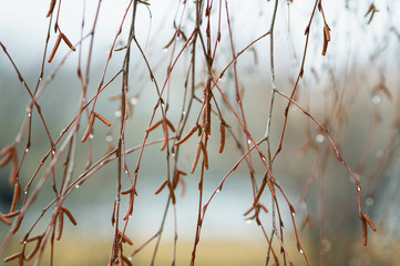 birch branches with catkins and swelling buds in early spring in the Park