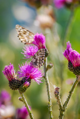 Papillon.