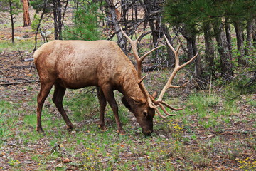 Wapiti near Grand Canyon in Arizona in the USA
