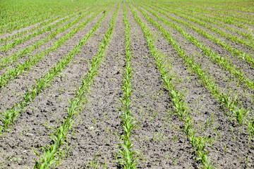 Fototapeta na wymiar Field of seedlings of corn. Young corn in the field.