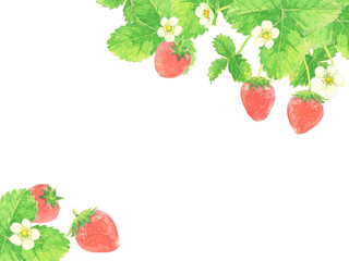 いちご　水彩イラスト