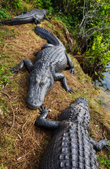 Alligator