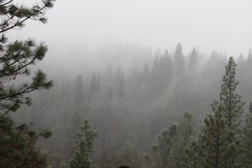 Fog-clouds in trees