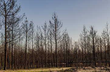Burning trees after wildfire in a Pinetrees forest in Leiria, Portugal