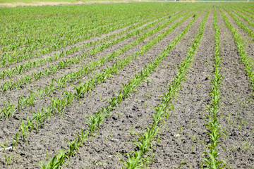 Fototapeta na wymiar Field of seedlings of corn. Young corn in the field.