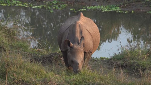 
Young greater one-horned rhino (Rhinoceros unicornis) in Chitwan national park, Nepal