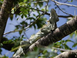 Leguan im Baum