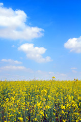 Obraz premium Rapeseed yellow field and a blue sky during Summer in England. 