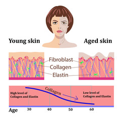 Vector faces and two types of skin - aged and young for medical and cosmetological illustrations isolated