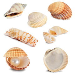 Seashells collection isolated on white