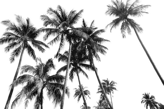 Black and white silhouettes tropical coconut palm trees isolated
