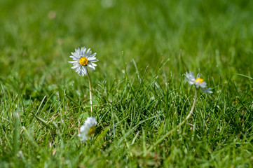 White and yellow daisies in the grass - close up - low depth of field - clean