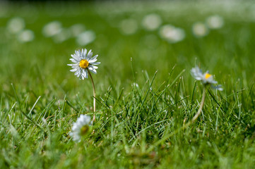 White and yellow daisies in the grass - close up - low depth of field