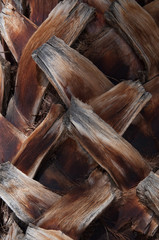 Palm tree texture close up