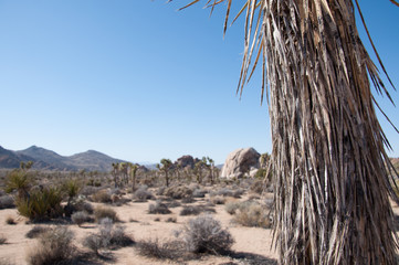 Detailed Yoshua tree with low depth of field in the dessert national park, California