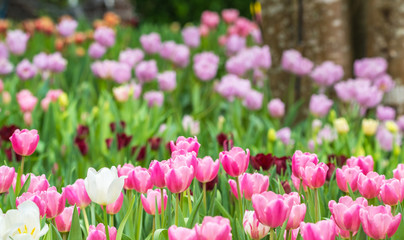 Close-up of pink tulips in a field ,pink tulips in the garden, pink tulip with bokeh..