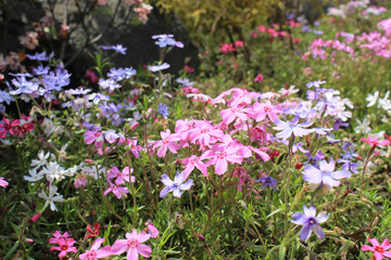 色とりどりの芝桜の花