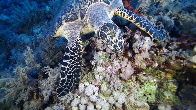 Turtle eat soft coral