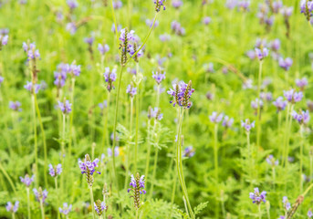 Closeup of the lavender field in summer