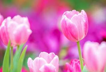 Obraz premium Close-up of pink tulips in a field ,pink tulips in the garden, pink tulip with bokeh.