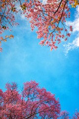 Spring Pink Cherry Blossoms and Blue Sky, Pink Sakura flower thailand blooming..