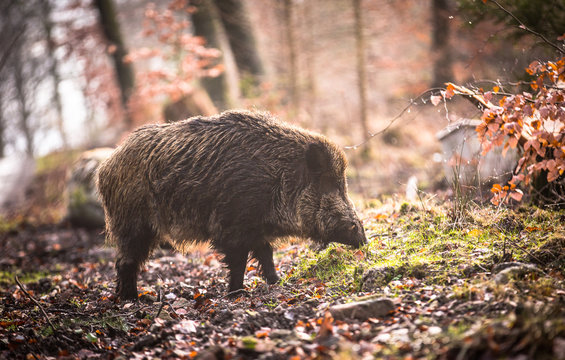 Wildschwein 
