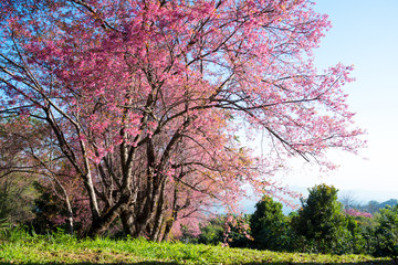 Spring Pink Cherry Blossoms and Blue Sky, Pink Sakura flower thailand blooming.