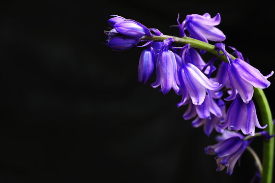 釣鐘水仙photos Royalty Free Images Graphics Vectors Videos Adobe Stock 釣鐘水仙photos Royalty Free Images Graphics Vectors Videos Adobe Stock