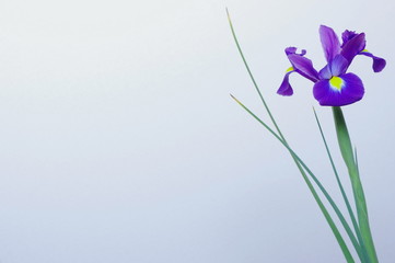 青紫色の球根アイリス（1輪）