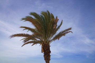 Tropical palm tree