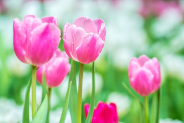 Close-up of pink tulips in a field ,pink tulips in the garden, pink tulip with bokeh.